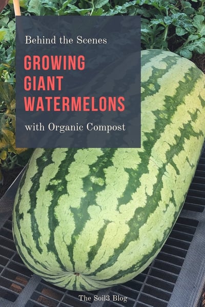 growing giant watermelons with compost