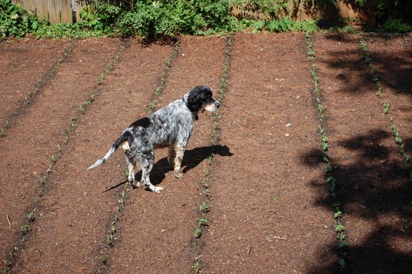 guard dog in the garden