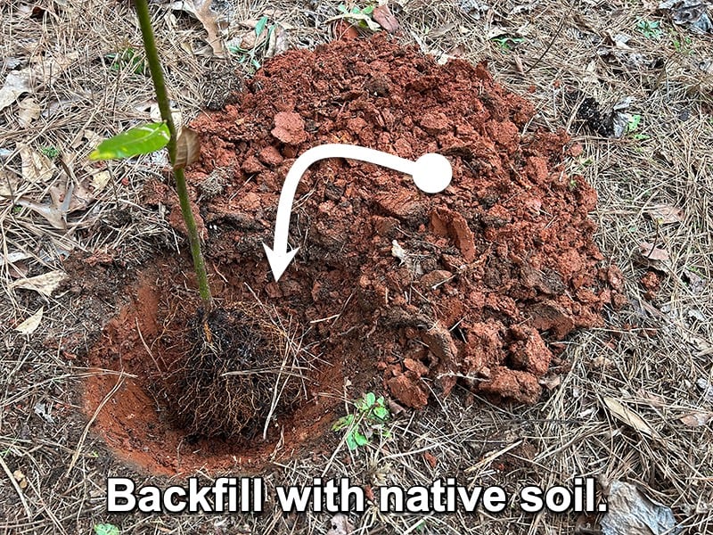 how to plant a tree backfill with native soil