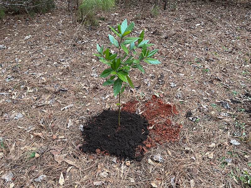 how to plant a tree spread Soil3 compost on top