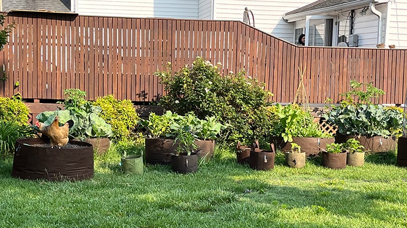 kohlrabi in Soil3 compost grow bags