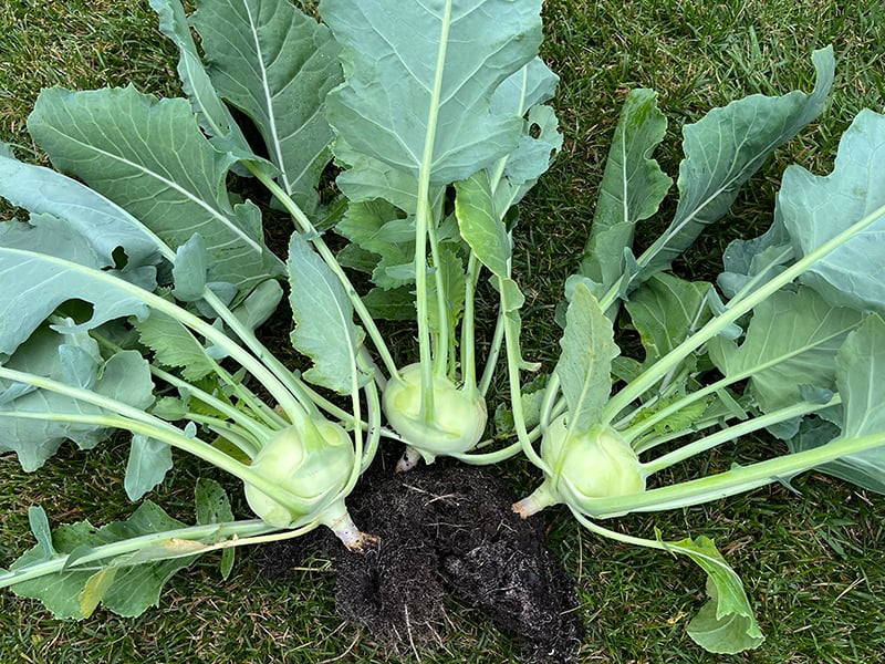 kohlrabi in Soil3 compost3