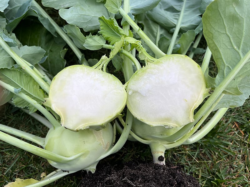 kohlrabi in Soil3 compost4