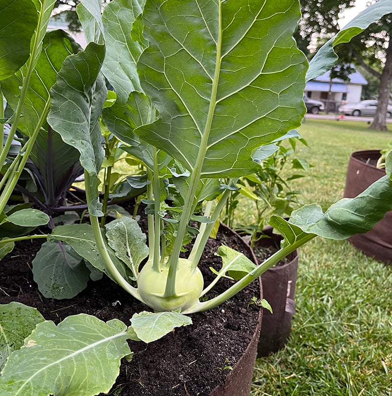 kohlrabi in Soil3 compost5