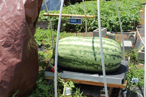 melon on scale
