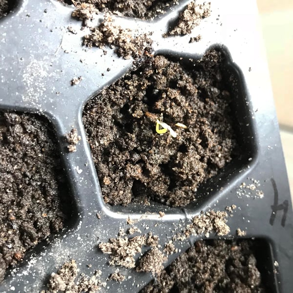 pepper seed start in pure compost