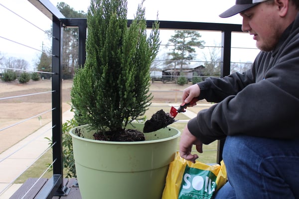 planting blue point juniper in container with compost soil3