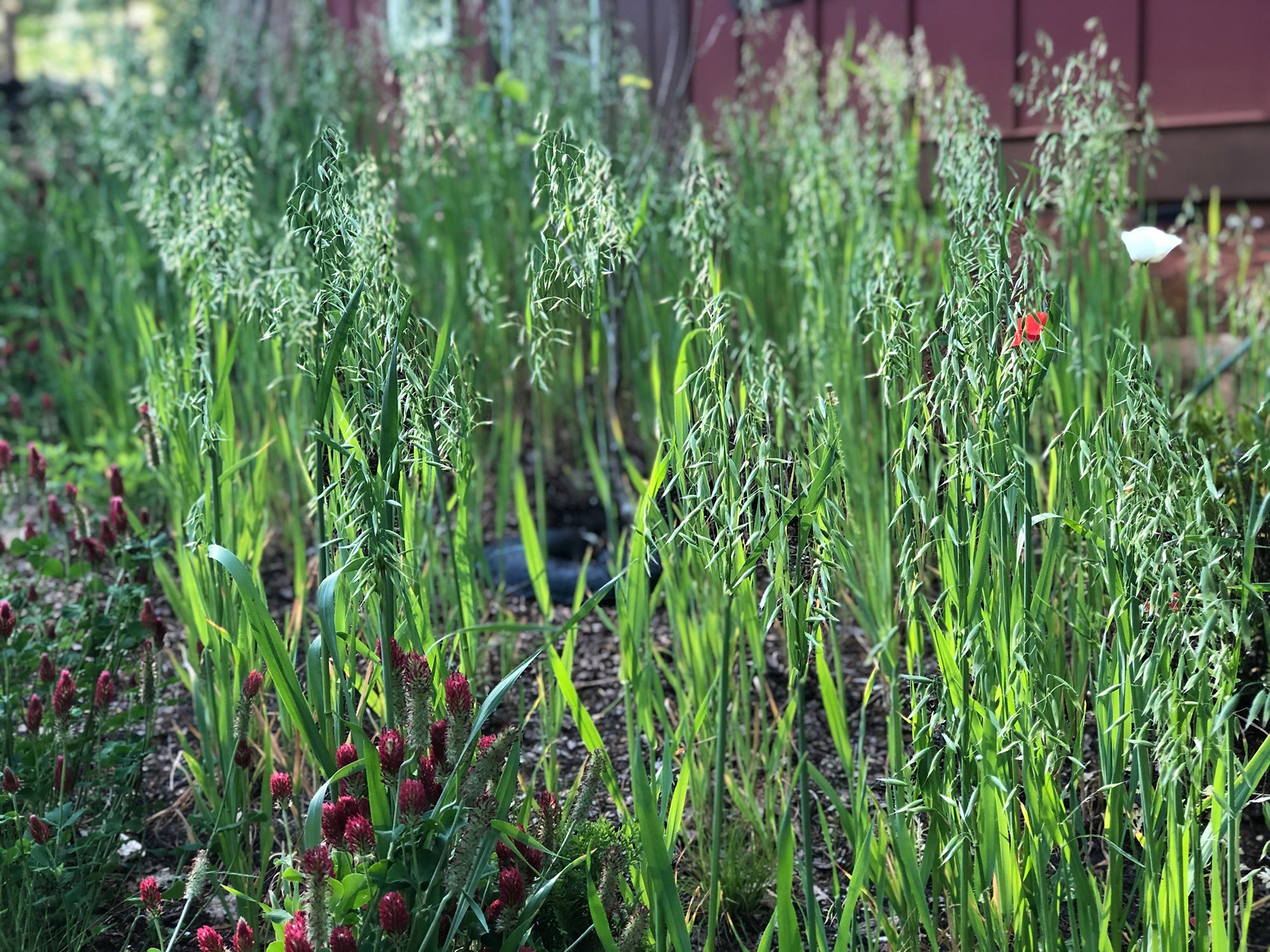 protect soil food web with cover crops