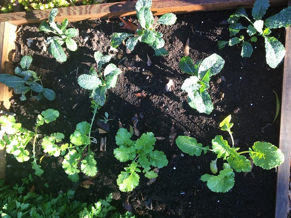 raised bed close up