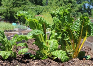 What to Know Before You Start Your First Vegetable Garden