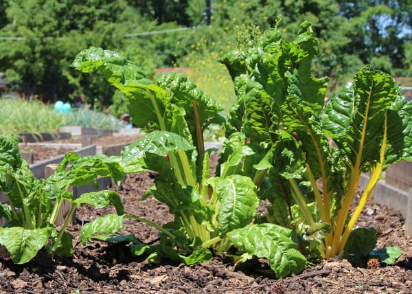 raised bed garden in may