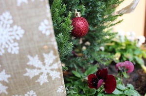 Container Evergreens for Front Porch Christmas Decor