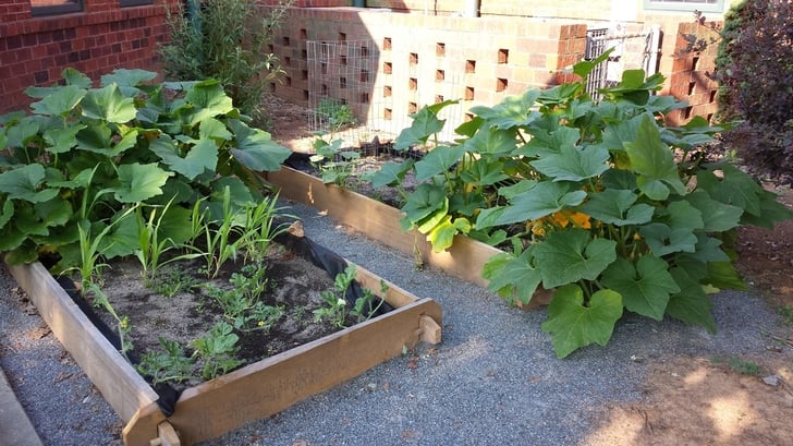 successful vegetables in raised beds.jpg