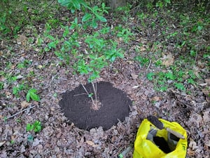 Topdressing Trees and Shrubs with Compost