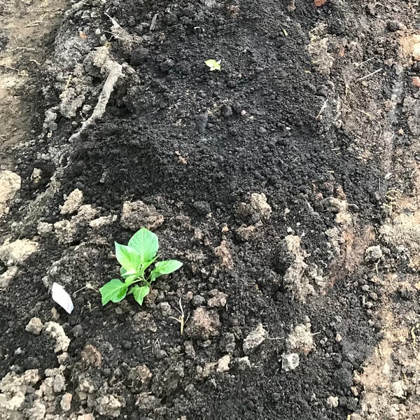transplanting pepper seedlings into the garden