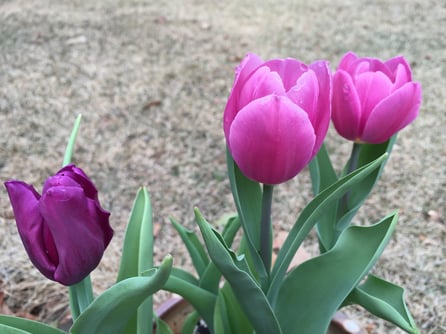 tulips_planted_in_fall.jpg