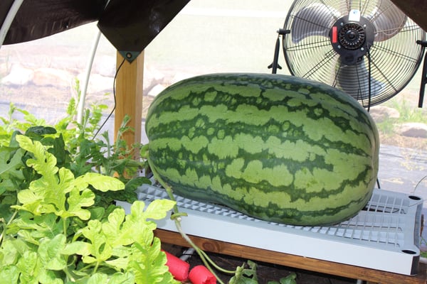 watermelon inside greenhouse