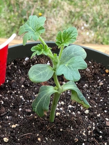 watermelon seedling