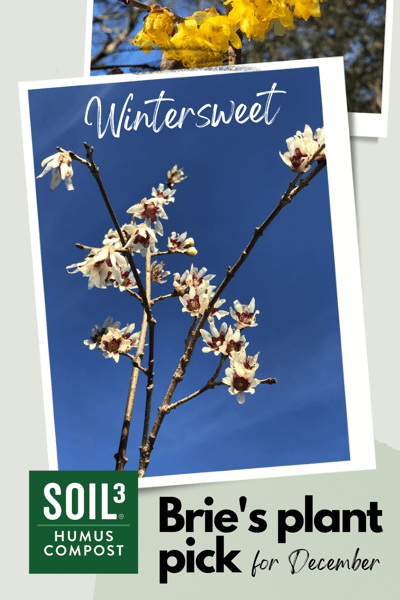 Soil3 blog Dec 2021 - Bries Plant Pick Wintersweet