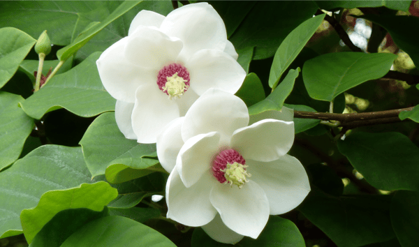 Spring_Magnolia