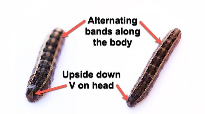 fall-armyworm-caterpillar