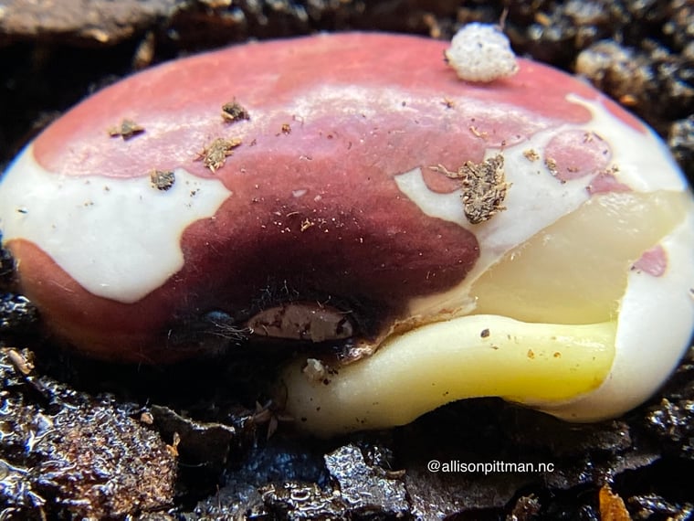 The embryonic root, also known as the radicle, emerges from the bean1