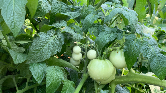 Tomatoes thriving in Soil3 Compost