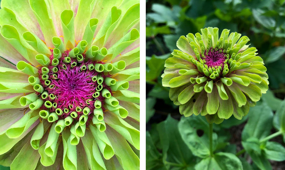 Zinnia Queen Lime Blush