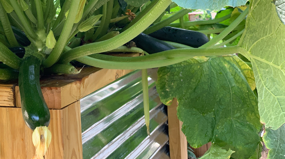 zucchini growing in Soil3 raised bed