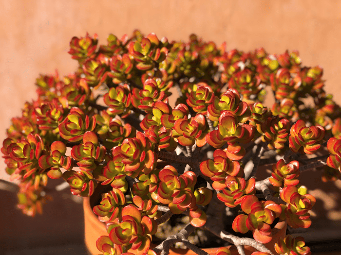 crassula