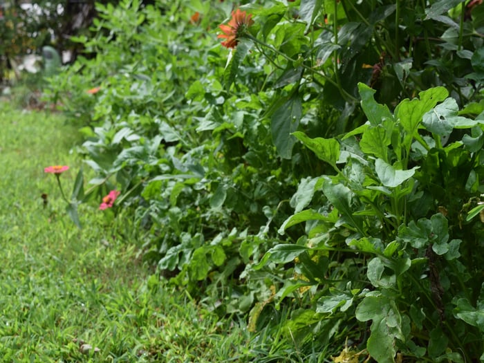 deter mammal browsing with plants