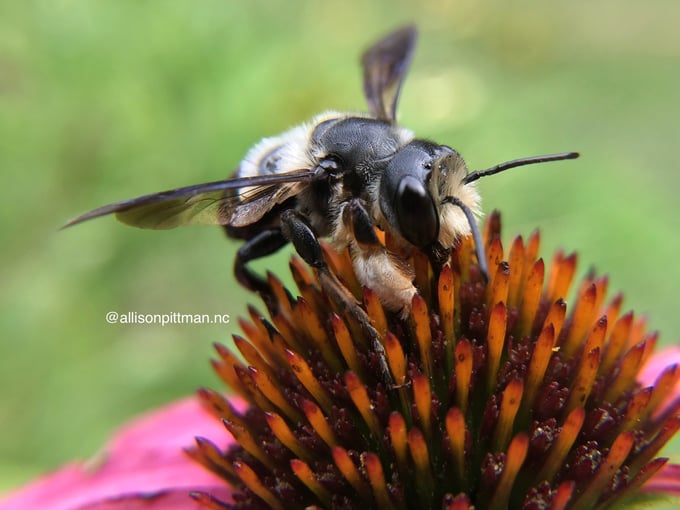 echinacea purple coneflower