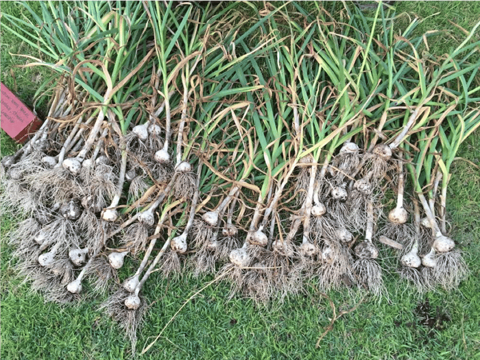 garlic deters voles