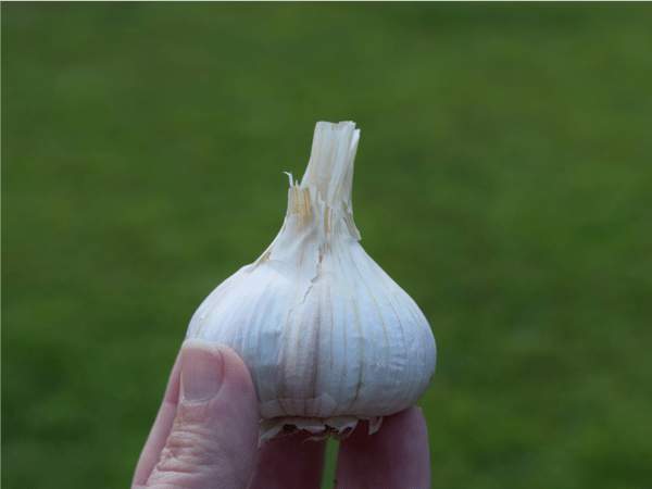 garlic make difference in the world