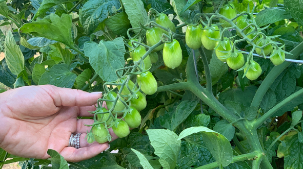 Grape Tomatoes Growing In Soil3 Raised Garden