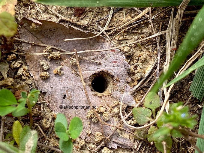 ground nest entrances located in exposed ground preferably in sandy drained soil