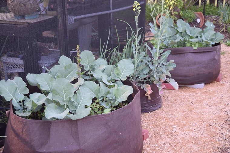 Broccoli growing in 100 gallon Root Pouch