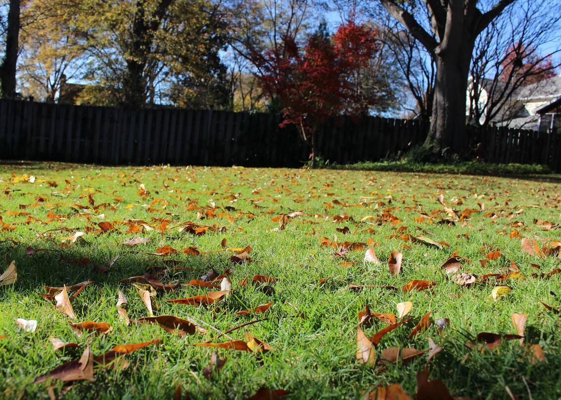 leaves on the lawn