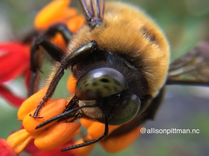 bee on milkweed