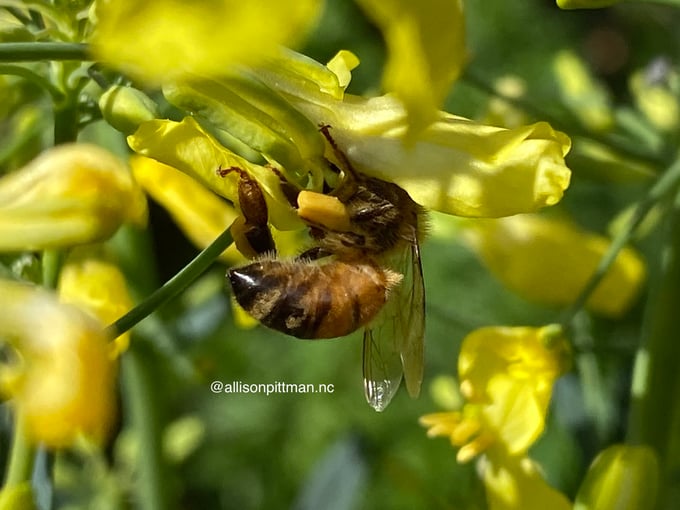 packing pollen basket with nectar and-or saliva which can account for 30 percent of weight