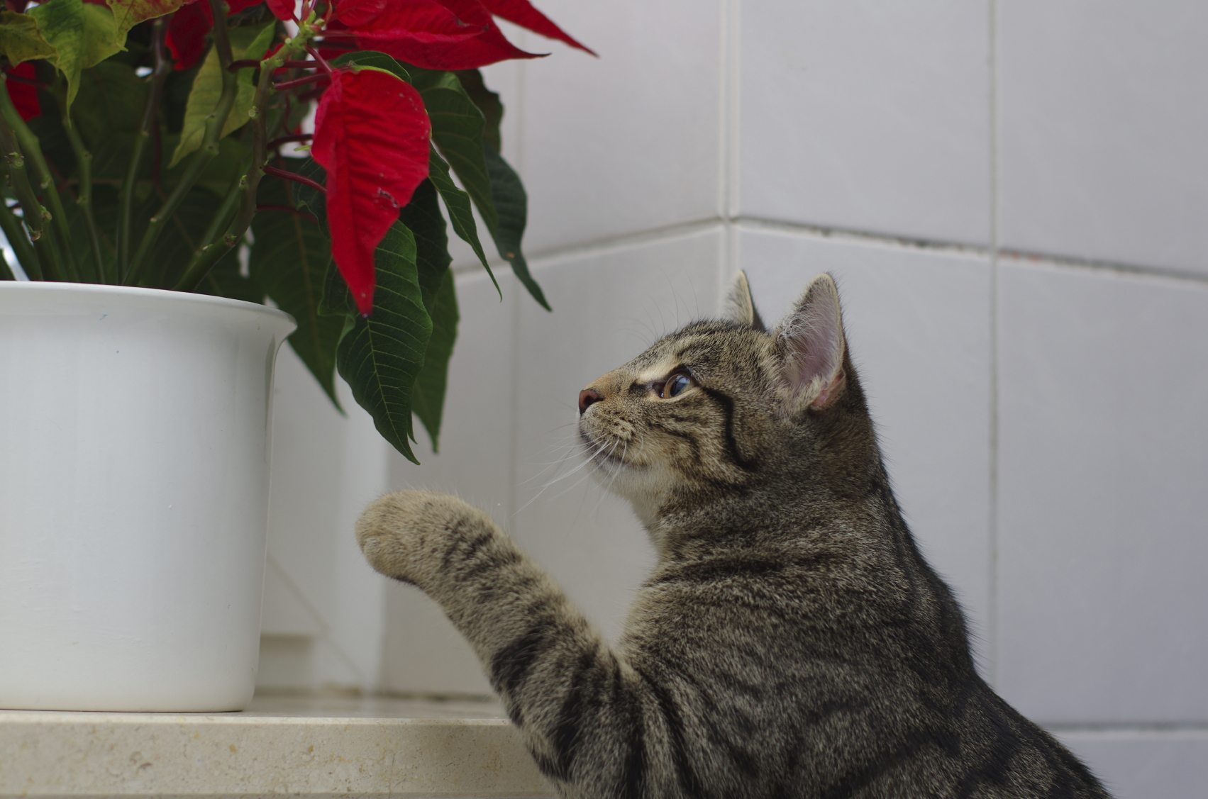 Cat looking at not so poisonous poinsettia