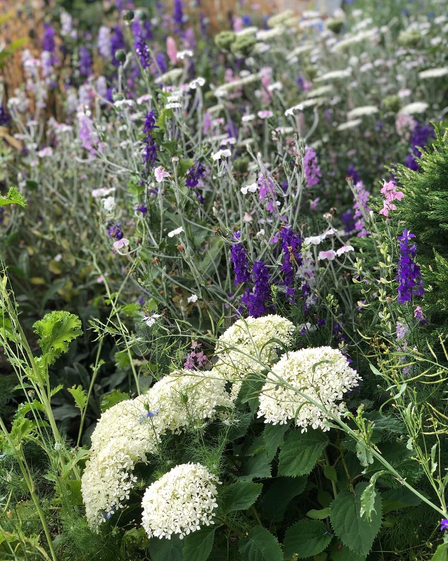 Mixed border planted with larkspur