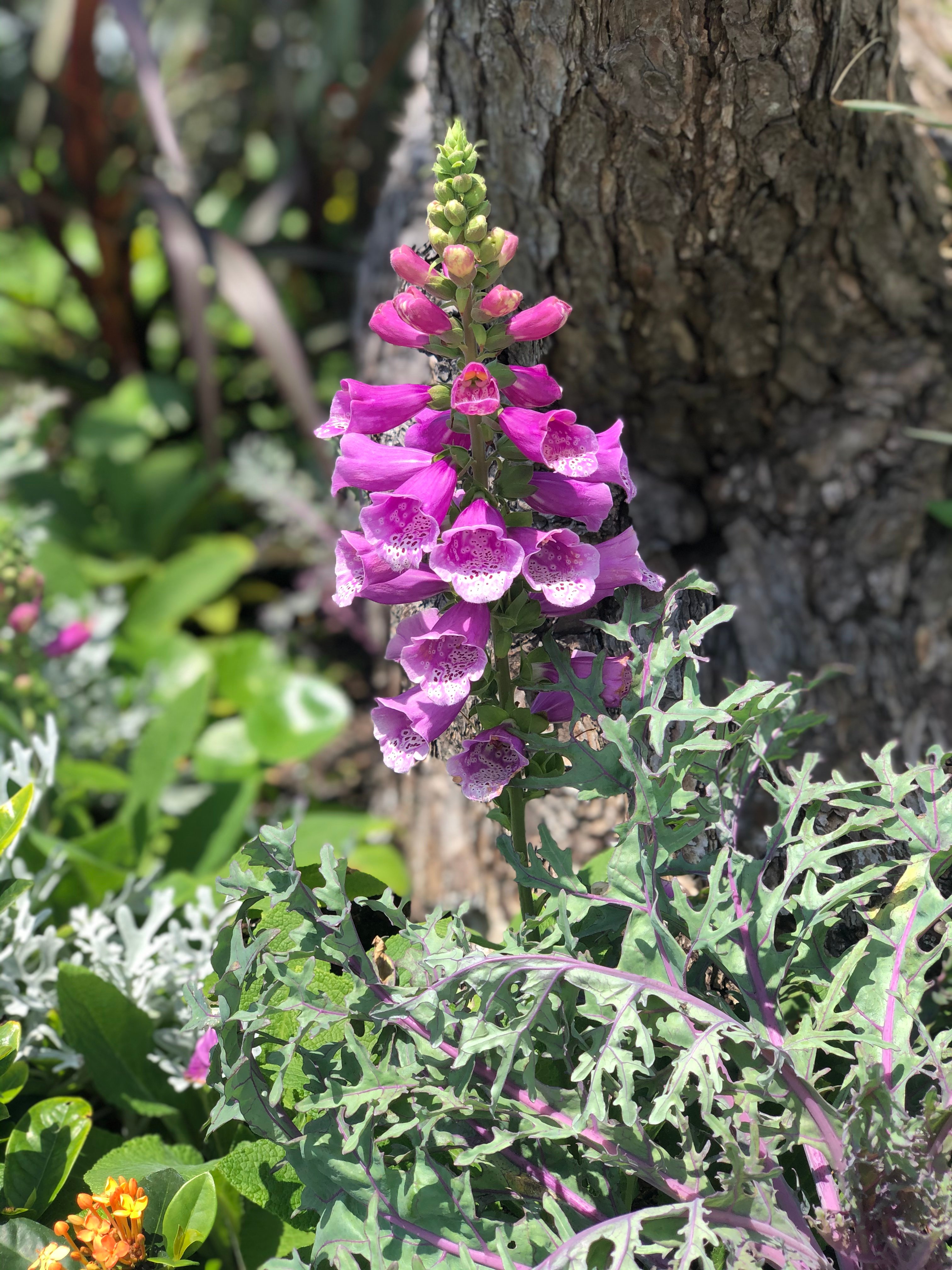 Yard plants poisonous shops to dogs