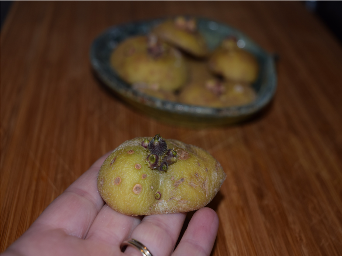 potato_sprouting