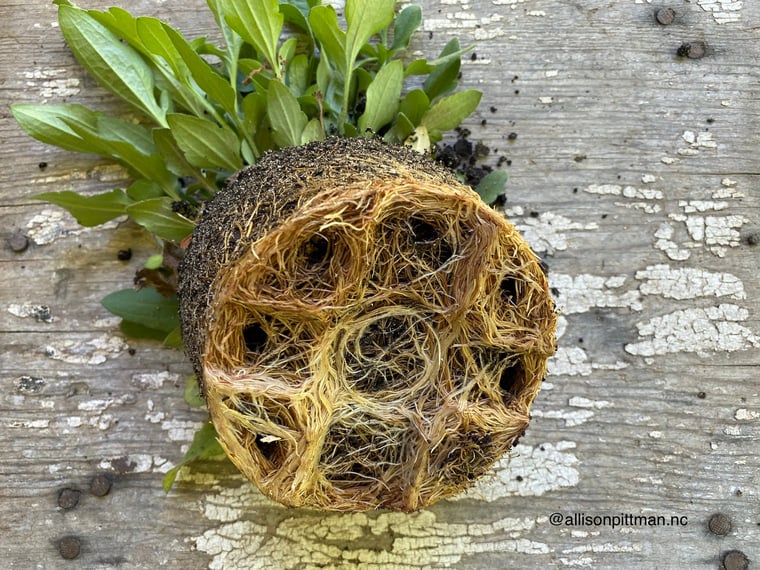 root bound plant where the roots are ‘bound’ by some barrier In this case it is a pot. A photo to illustrate roots doing Dale Earnhardt Jr circles as described in this section of the blog