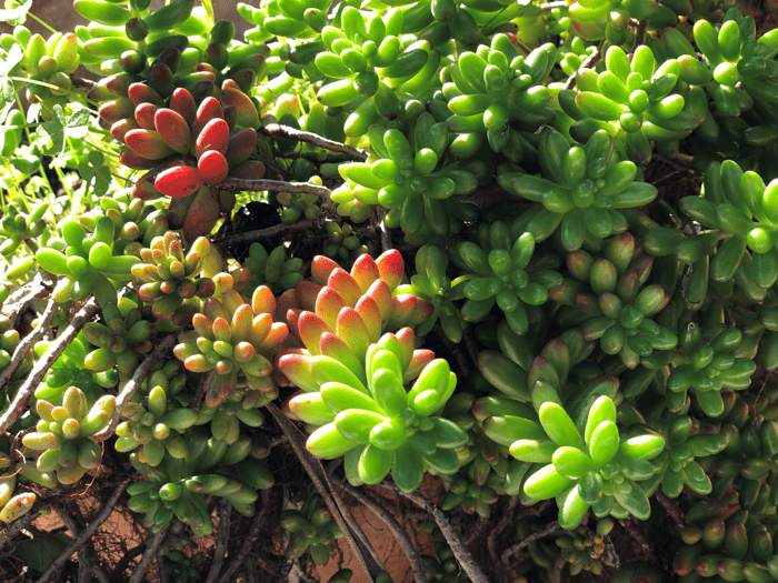 sedum