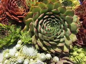 Sizzling Succulents - Tips for Growing Success