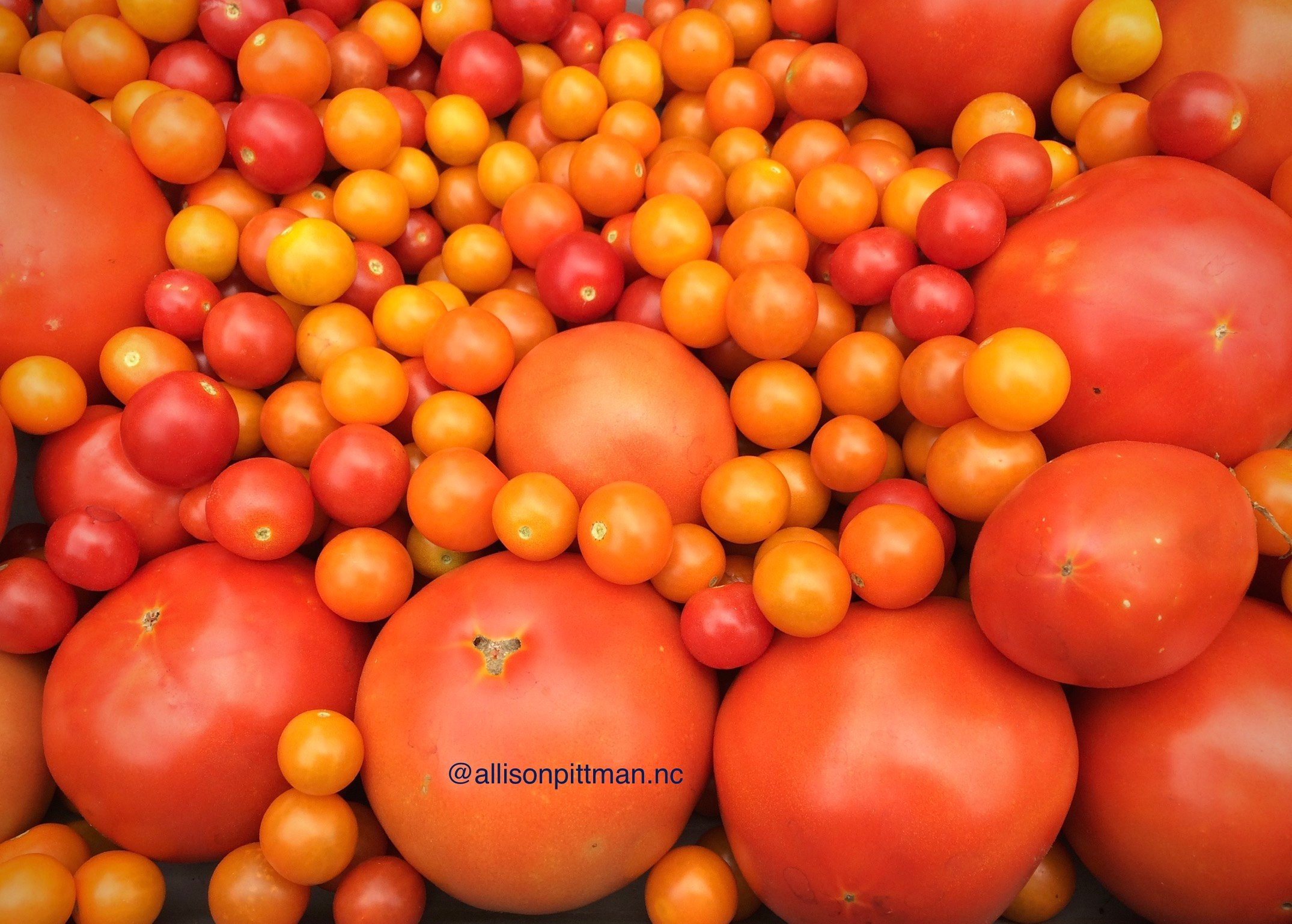 tomatoes