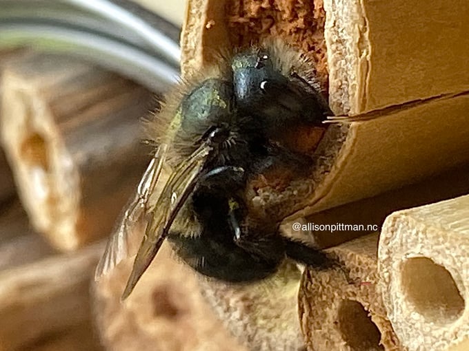 tube filled with eggs then sealed off to prevent moisture and predators-2