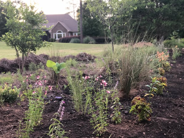 Bed amended with Soil3 compost for perennials